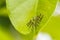 Caterpillars on green leaf