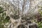 Caterpillars that have completely colonized and destroyed a bush