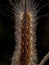 Caterpillars that have poison can be fatal to human skin. insect, animal, macro