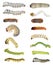 Caterpillars larvae diversity. Insects isolated