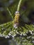 Caterpillars, larval  stage,Lepidoptera