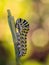 Caterpillars, larval  stage,Lepidoptera