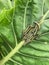 Caterpillars on a leaf