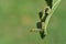 Caterpillars on leaf