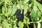 Caterpillars of a peacock butterfly greedily eat nettle leaves