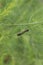 Caterpillars, pests on vegetables, asparagus