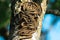 Caterpillars seen in a fruit tree, possibly the lackey moth, malacosoma neustria, lepidoptera