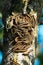 Caterpillars seen in a fruit tree, possibly the lackey moth, malacosoma neustria, lepidoptera