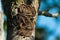 Caterpillars seen in a fruit tree, possibly the lackey moth, malacosoma neustria, lepidoptera