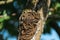 Caterpillars seen in a fruit tree, possibly the lackey moth, malacosoma neustria, lepidoptera