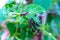 Caterpillars ï¸of Tawny Caster (Acraea violae) on green leaf