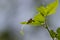 Caterpillars of Tawny Castor butterfly