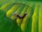 Caterpillars in their nests, on green leaves