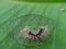 Caterpillars in their nests, on green leaves