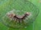 Caterpillars in their nests, on green leaves