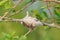 Caterpillars on tree branch