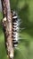 Caterpiller nature lover nature photography insect lover