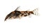Catfisch banded corydoras or bearded catfish Aquarium Fish Corydoras barbatus