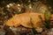 Catfish (Ancistrus spec. )