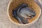 Catfish in the bamboo bassket in the field at Thailand country Market