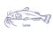 Catfish, etched vintage drawing of fish, freshwater animal. Outlined contoured engraved black and white species with
