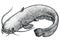 Catfish fish illustration, drawing, engraving, line art, realistic