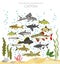 Catfish. Freshwater aquarium fish icon set flat style isolated on white