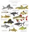 Catfish. Freshwater aquarium fish icon set flat style isolated on white