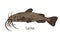 Catfish, freshwater fish with barbels. Realistic vintage drawing of fresh water animal, river species, side view