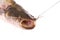 Catfish on the hook (Clipping path)