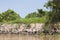 Catfish Nesting Sties Along Riverbank