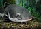 Catfish In The Ocean Aquarium. Fish From Ocean In The Aquarium. Red-tailed catfish in an aquarium with a wound on the lip, catfish