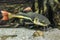 Catfish. Pseudoplatystoma or barred sorubim, close up