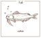 Catfish sketch fish vector icon of sheatfish
