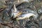 Catfish swarming for food in Chao Phraya River, Bangkok, Thailand