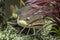 Catfish swims among the algae in the aquarium, Underwater photo