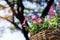 Catharanthus flower on pot