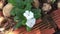 Catharanthus flowers in garden