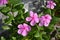 Catharanthus Flowers on the rocks