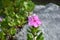 Catharanthus Flowers on the rocks