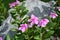 Catharanthus Flowers on the rocks