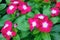 Catharanthus roseus