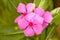 Catharanthus roseus