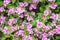 Catharanthus roseus