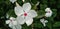 Catharanthus roseus beautiful and amazing looking