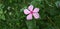 Catharanthus roseus beautiful cute flower Rain drops over the plant amazing looking flower