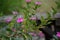 Catharanthus roseus bright eyes, Cape periwinkle, graveyard plant, Madagascar periwinkle, old maid, pink periwinkle, rose periwin