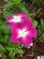 Catharanthus roseus church flower