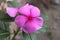 Catharanthus roseus, commonly known as bright eyes, graveyard plant, old maid, pink periwinkle, tapak dara, blooming in garden