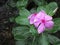 Catharanthus roseus, commonly known as the Madagascar periwinkle, rose periwinkle, or rosy periwinkle
